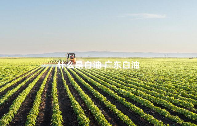 什么是白油 广东白油